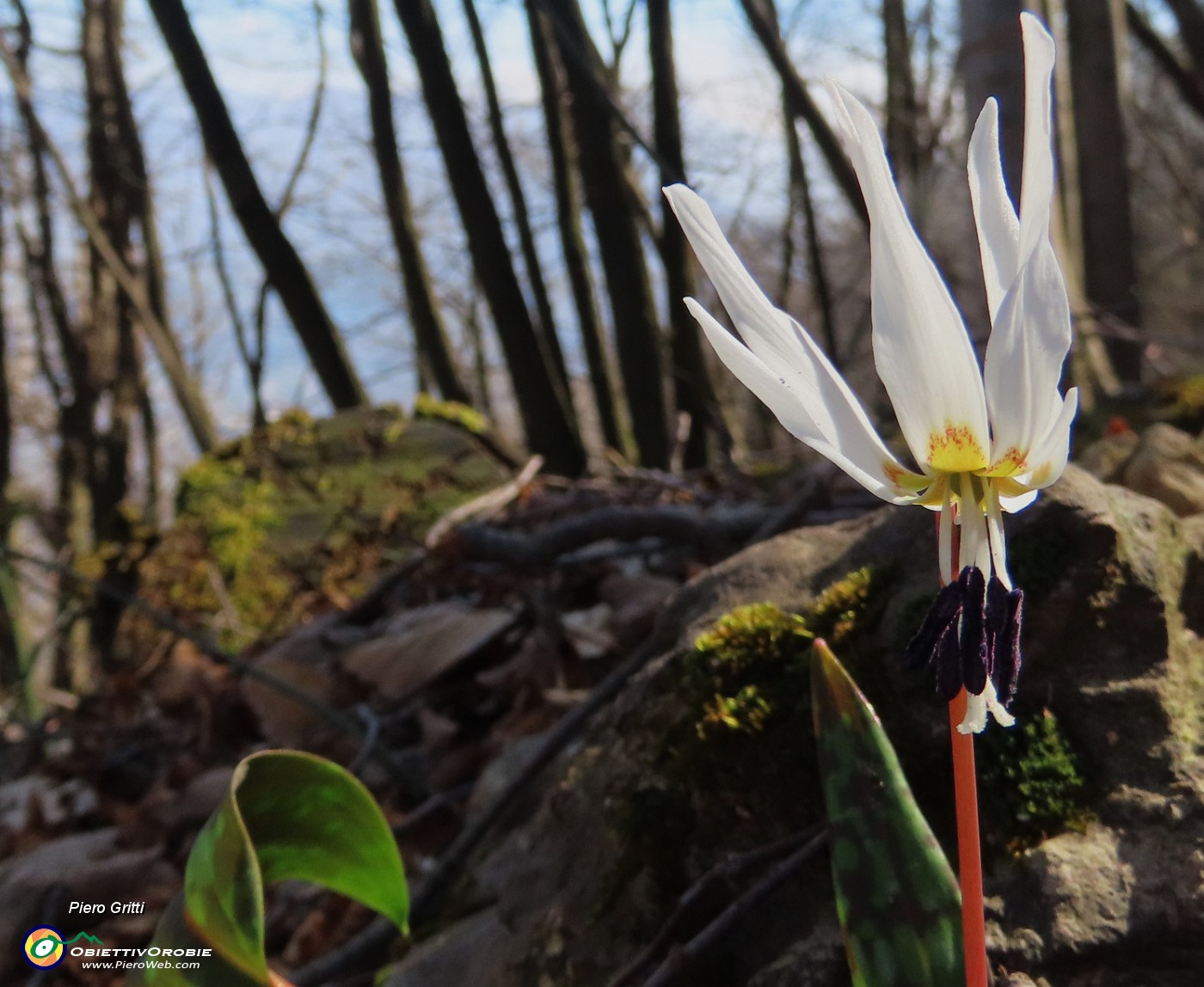 65 Erythronium dens-canis (Dente di cane).JPG